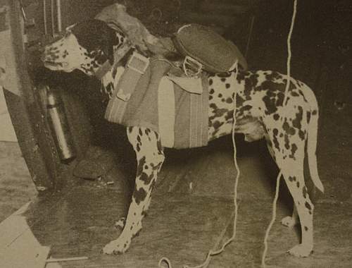 Animals at War - Carrier Pigeons, War dogs, Cavalry, etc - Reference thread - What have you got?